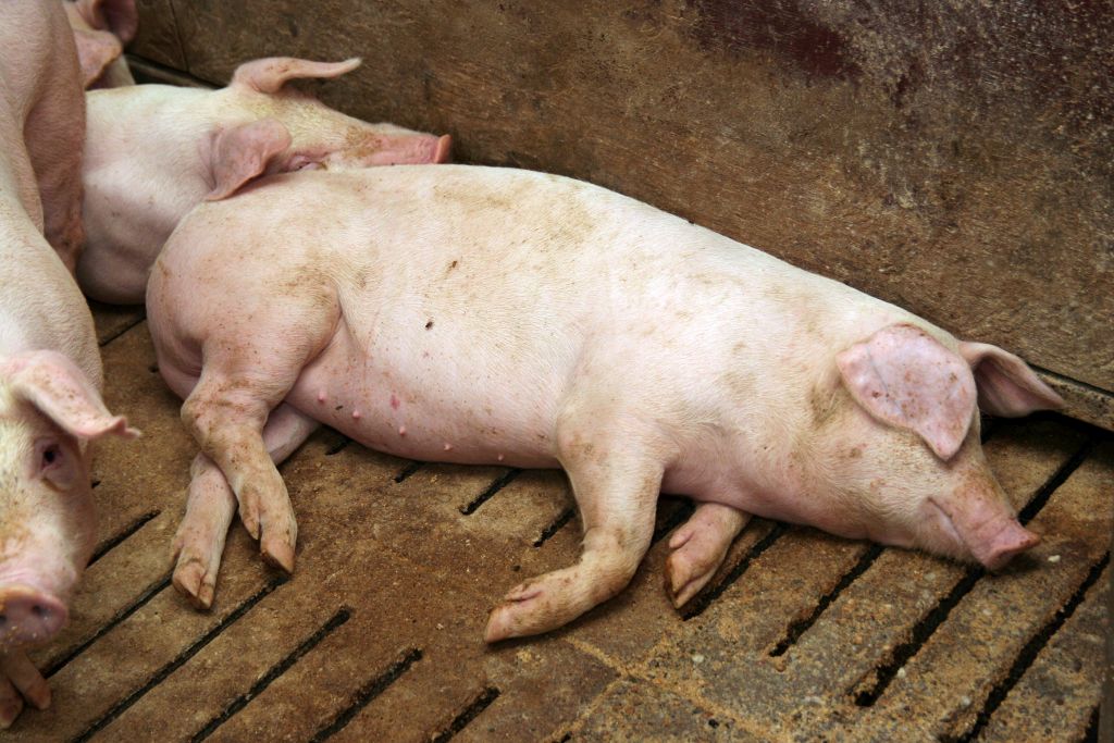 wirus asf, ognisko asf, afrykański pomór świń, ferma trzody chlewnej, zabite świnie, trzoda chlewna, bioasekuracja