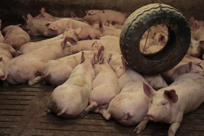 cena tuczników, trzoda chlewna, żywiec wieprzowy, niemiecka cena