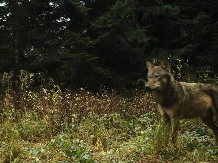 Wilk zastrzelony na polowaniu, gatunki zwierząt chronionych, GDOŚ