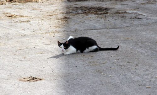wścieklizna, lisy, padłe zwierzęta, szczepienie psów, główny lekarz weterynarii,