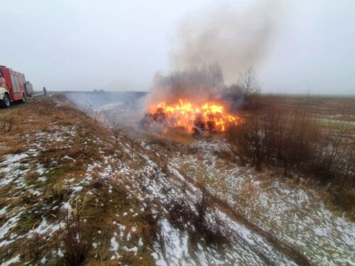 chodybki, wypalanie, ferma drobiu