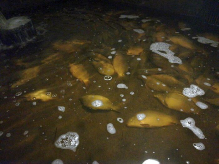 ryby, zatrute ryby, wisławie