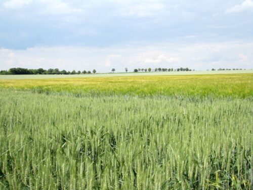 zboza_zbiory_prognozy_ierigz