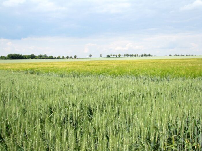 zboza_zbiory_prognozy_ierigz