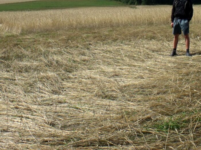produkcja zbóż, pszenica, zboża paszowe