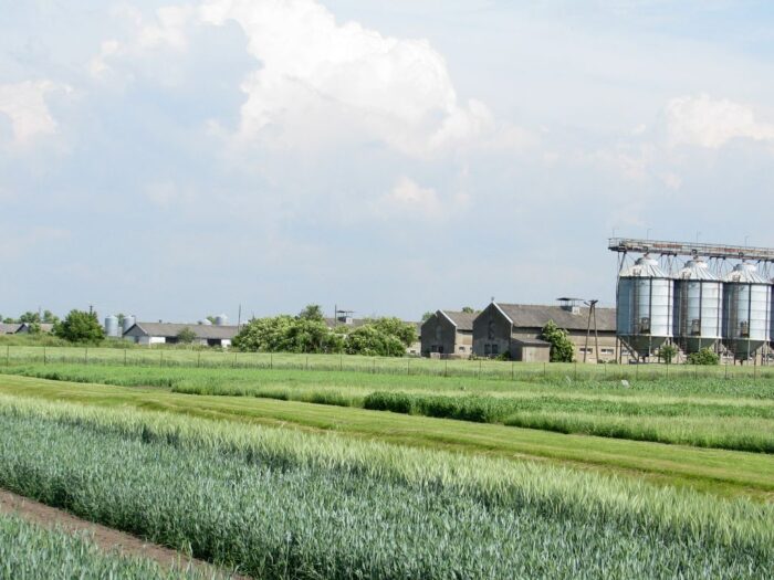 dopłaty tylko dla rolników, Izba Rolnicza Województwa Łódzkiego, ceny produktów rolnych w skupach, trzoda chlewna