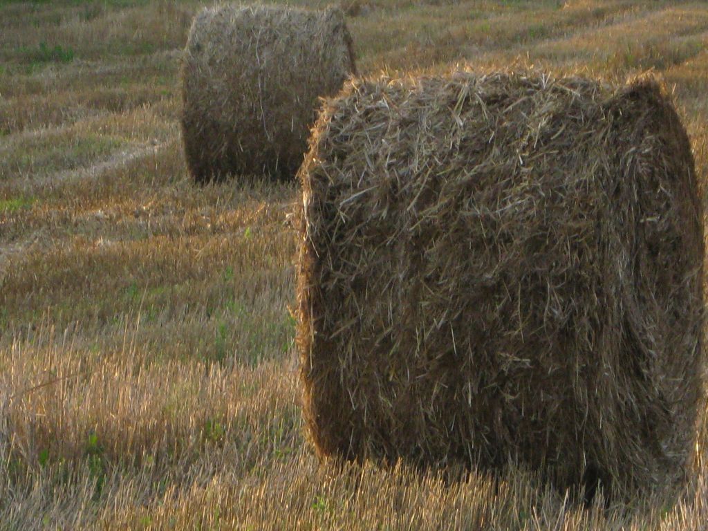 ziemie odzyskane, pole