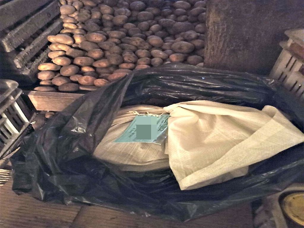 ziemniaki_uprawa
