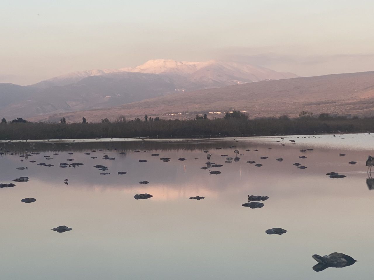 HPAI, grypa ptaków, ognisko HPAI, , hodowcy drobiu, bioasekuracja, H5N1, dzikie ptaki, żurawie, Izrael, jezioro Hula