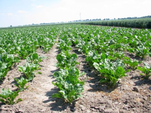 buraki cukrowe, cukier, produkcja, uprawa buraków, ministserstwo rolnictwa, Krzysztof Jurgiel