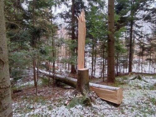 drzewo, las, wypadek, kradzież drewna