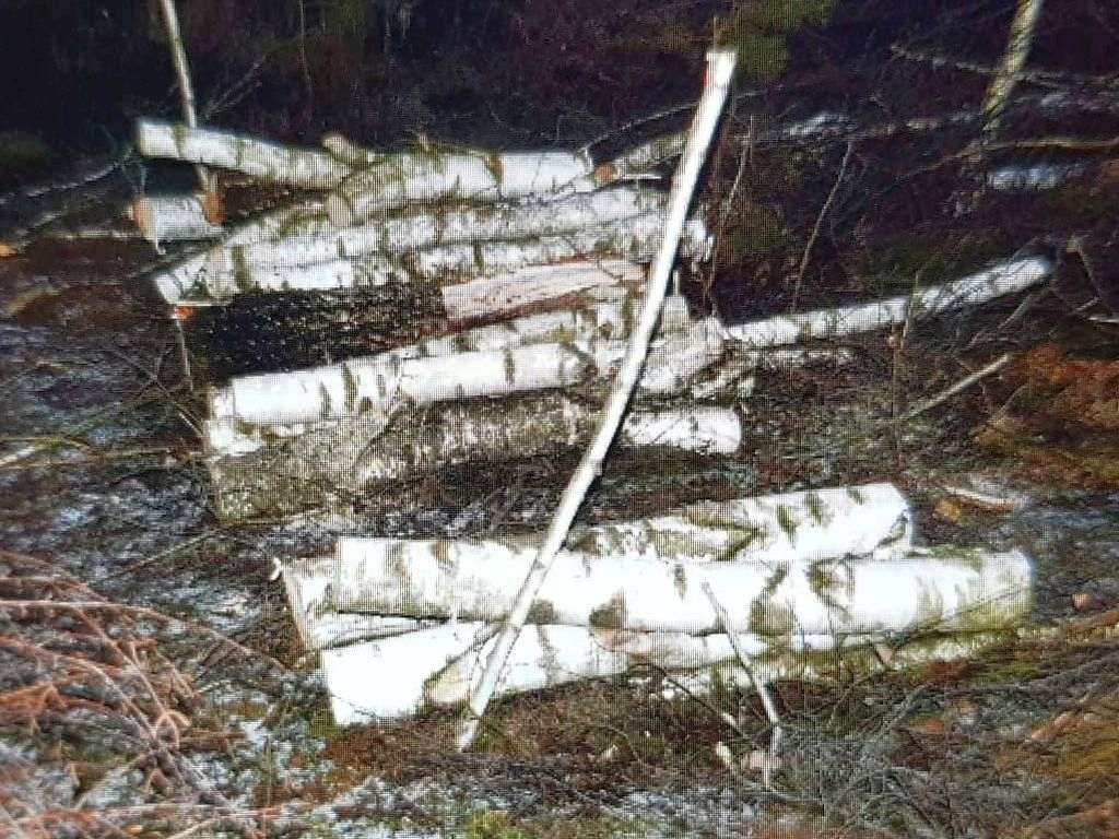drzewo, las, wypadek, kradzież drewna