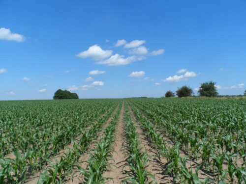 kukurydza, uprawa orkowa