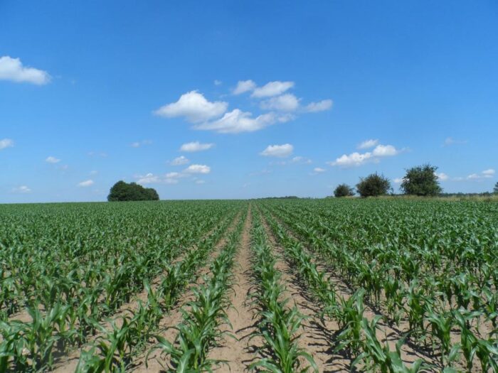 kukurydza, uprawa orkowa