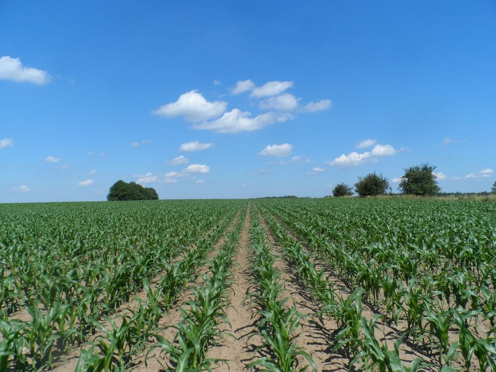 kukurydza, uprawa orkowa