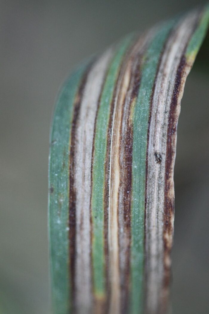 Pasiastość liści jęczmienia