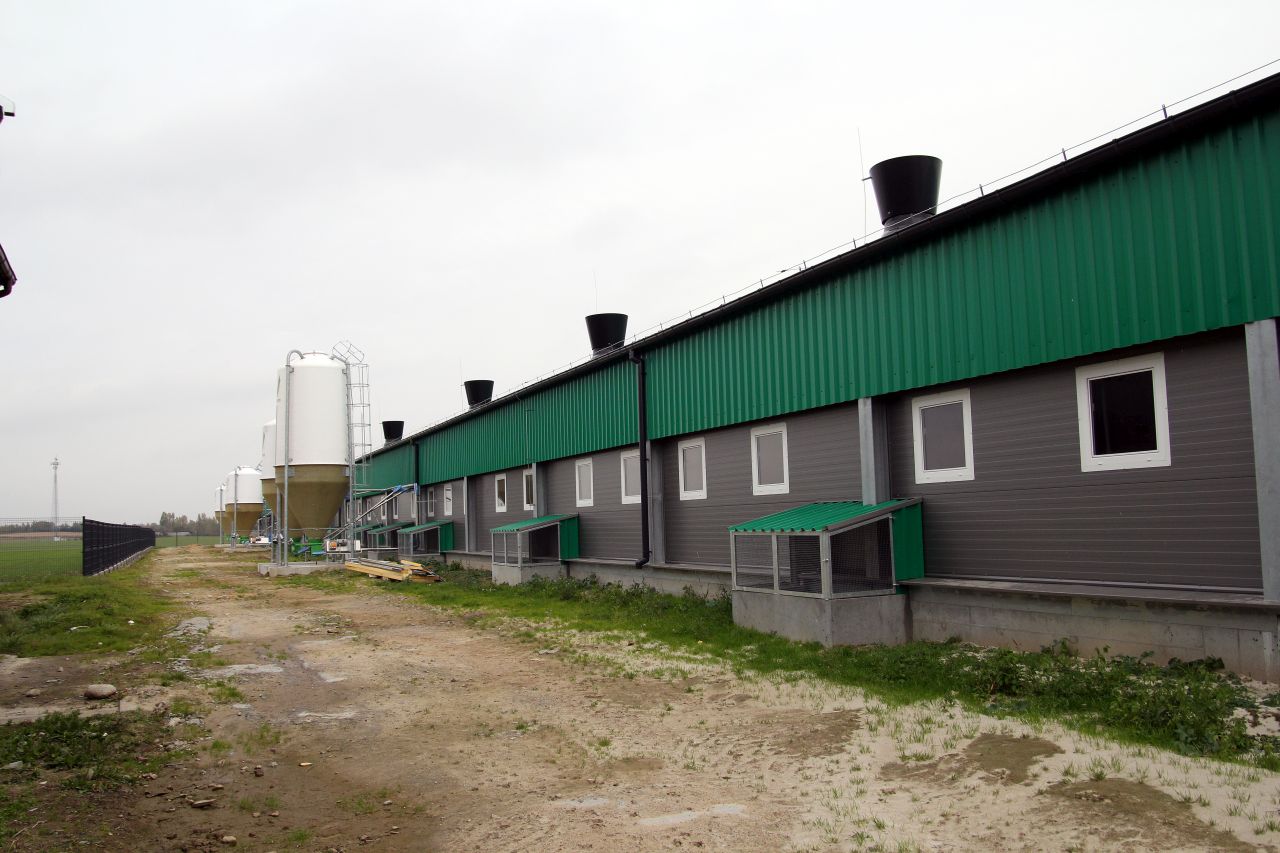 Maciory, lochy, prosięta, warchlaki, hodowcy świń, producenci prosiąt, Wesstron, Choice Genetics, Feutra, chlewnia