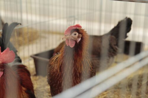 ceny drobiu, żywiec drobiowy, indyki, kurczęta, tuszki, brojlery, eksport, import, Polska