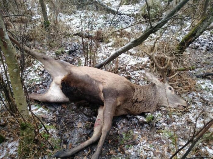kłusownictwo, jeleń i bóbr we wnykach, Nadleśnictwo Lubartów, Kamil Mika