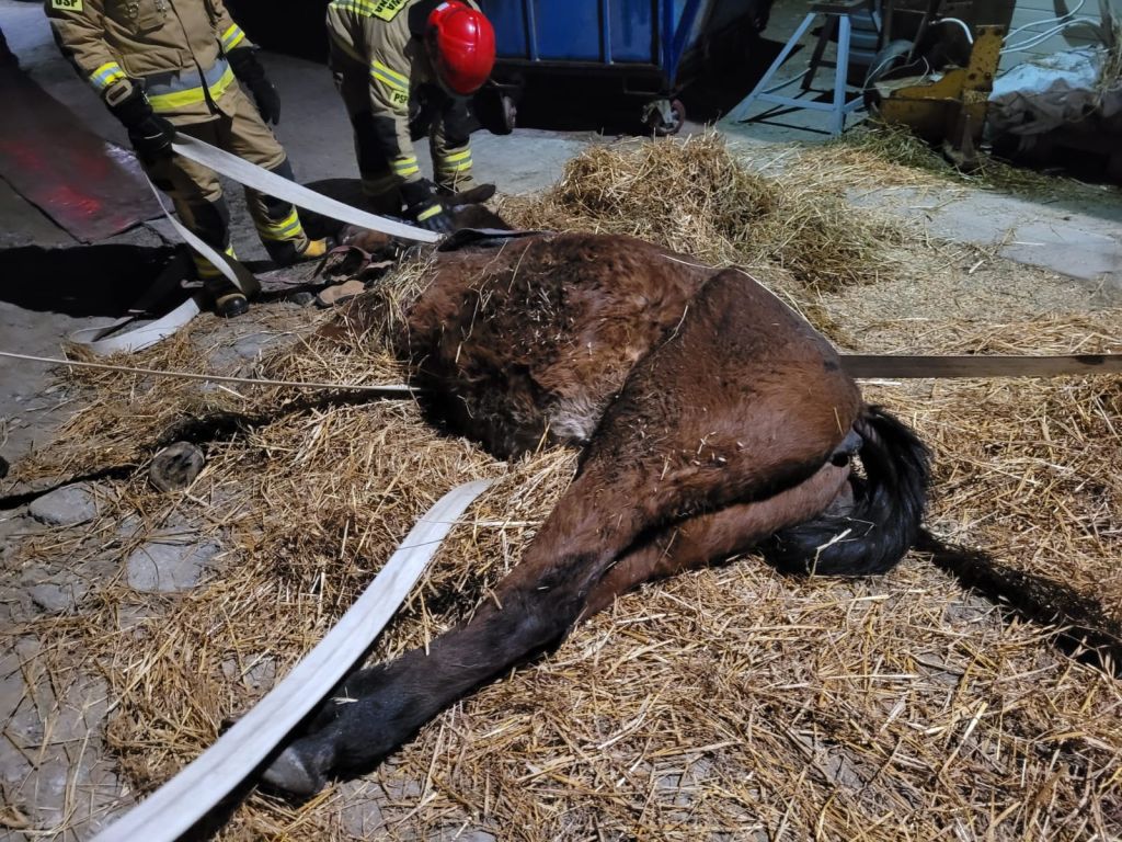 strażacy ratowali konia, stajnia w Roztropicach, lekarz weterynarii, M PSP w Bielsku-Białej