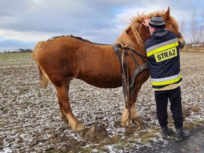 spłoszony koń, Dominów, powiat świdnicki, OSP Dominów