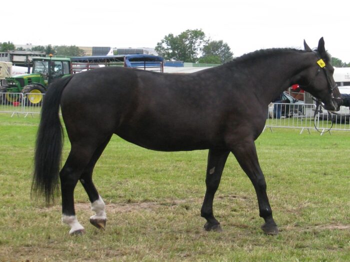 konie, ANR, Janów Podlaski, aukcja, Waldemar Humięcki, Pride of Poland