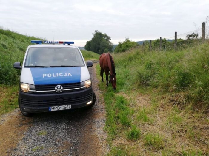 konie, ANR, Janów Podlaski, aukcja, Waldemar Humięcki, Pride of Poland