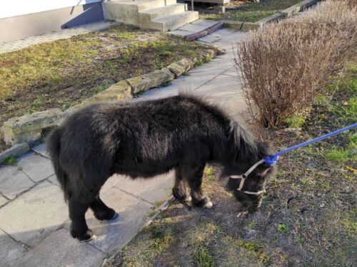 koń w bloku, Chełm, Ochoża, kucyk