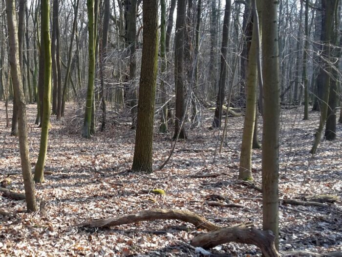 lasy_panstwowe_sprzedaz