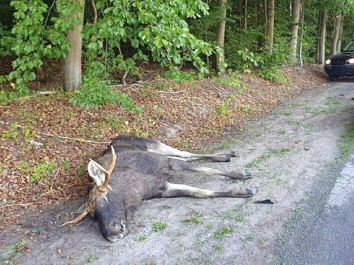 odstrzał łosi, KRIR, Edward Siarka, straty w uprawach, ministerstwo klimatu i środowiska