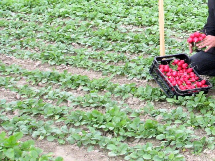 pomocnik rolnika, praca w gospodarstwie, Ministerstwo Rodziny i Polityki Społecznej, KRIR