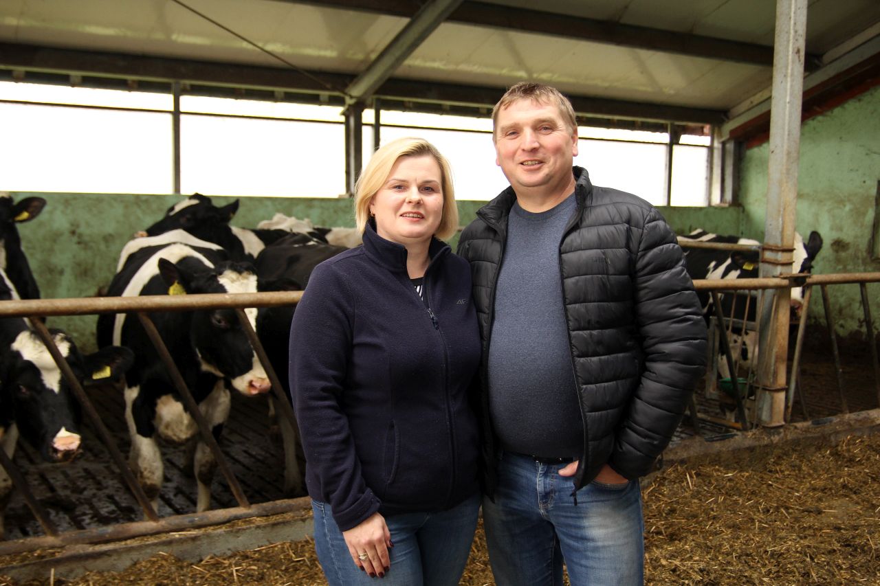 produkcja mleka, hodowla bydła, bydło mleczne, pasza treściwa, melasa, kiszonka z kukurydzy, krowy mleczne, cielęta