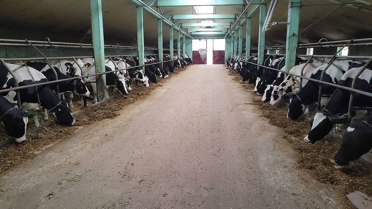 produkcja mleka, hodowla bydła, bydło mleczne, pasza treściwa, melasa, kiszonka z kukurydzy, krowy mleczne, cielęta