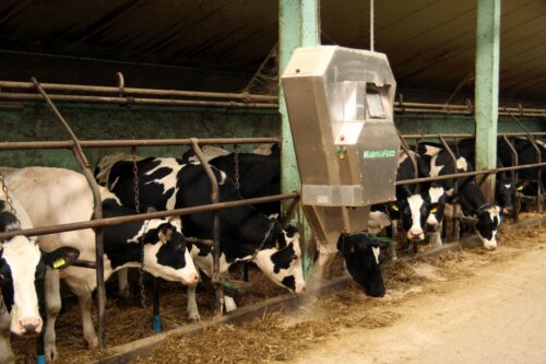 produkcja mleka, hodowla bydła, bydło mleczne, pasza treściwa, melasa, kiszonka z kukurydzy, krowy mleczne, cielęta