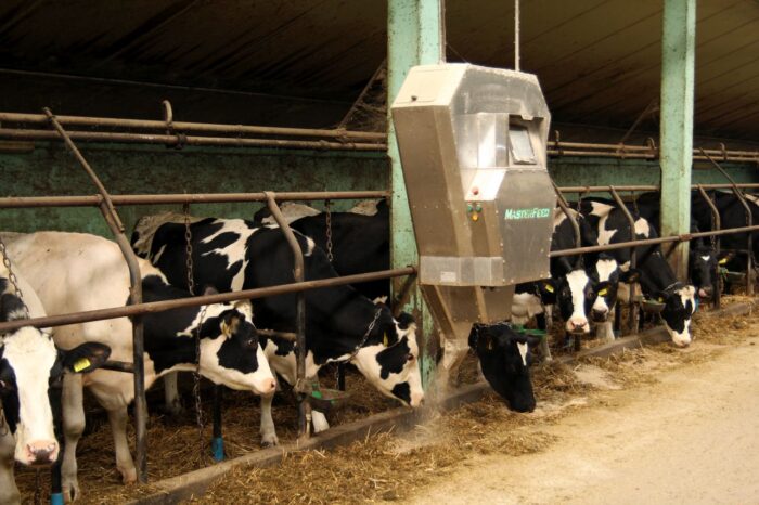 produkcja mleka, hodowla bydła, bydło mleczne, pasza treściwa, melasa, kiszonka z kukurydzy, krowy mleczne, cielęta