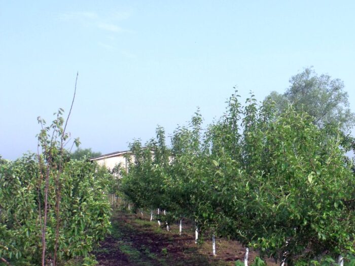 sady, jabłonie, sadownicy