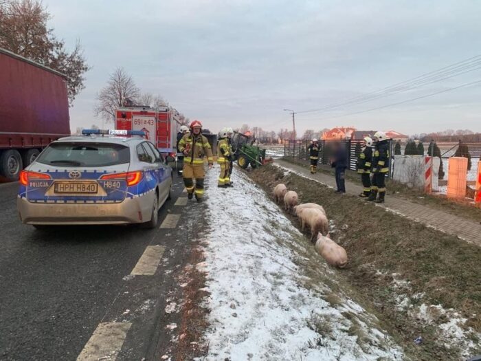 transport trzody chlewnej, Somianka, powiat wyszkowski, Damian Wroczyński