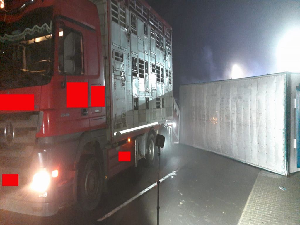 transport zwierząt, Duszniki, powiat szamotulski, Sandra Chuda, Dąbrówka Kościelna