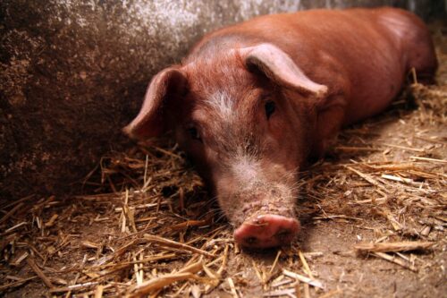 tuczniki, cena tuczników, wieprzowina, mięso wieprzowe, tuczniki w Niemczech, VEZG, żywiec wieprzowy, świnie