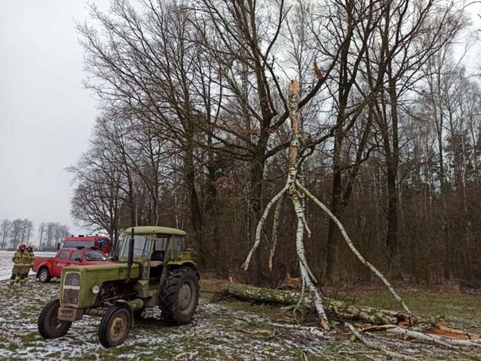 wypadek, wycinka, strażacy