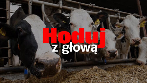 Hoduj z Głową Bydło, bydło mleczne, bydło mięsne, krowy mleczne, mamki, cielęta, jałówki, buhaje, opasy, żywienie bydła