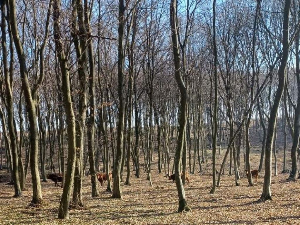 bydło na gigancie, Leśnictwo Telatyn, RDLP Lublin, Marek Dziaduszyński, straż leśna