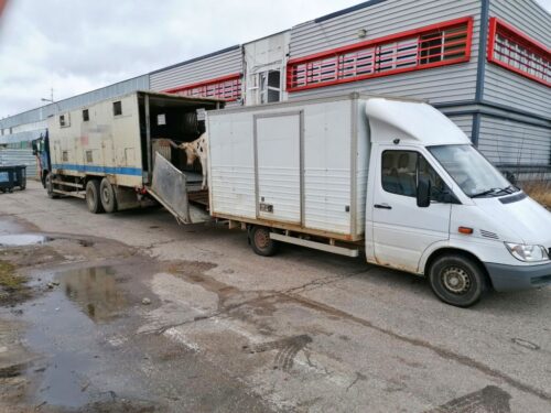 transport bydła, Inspekcja Transportu Drogowego, Inspekcja Weterynaryjna, Brzuchania