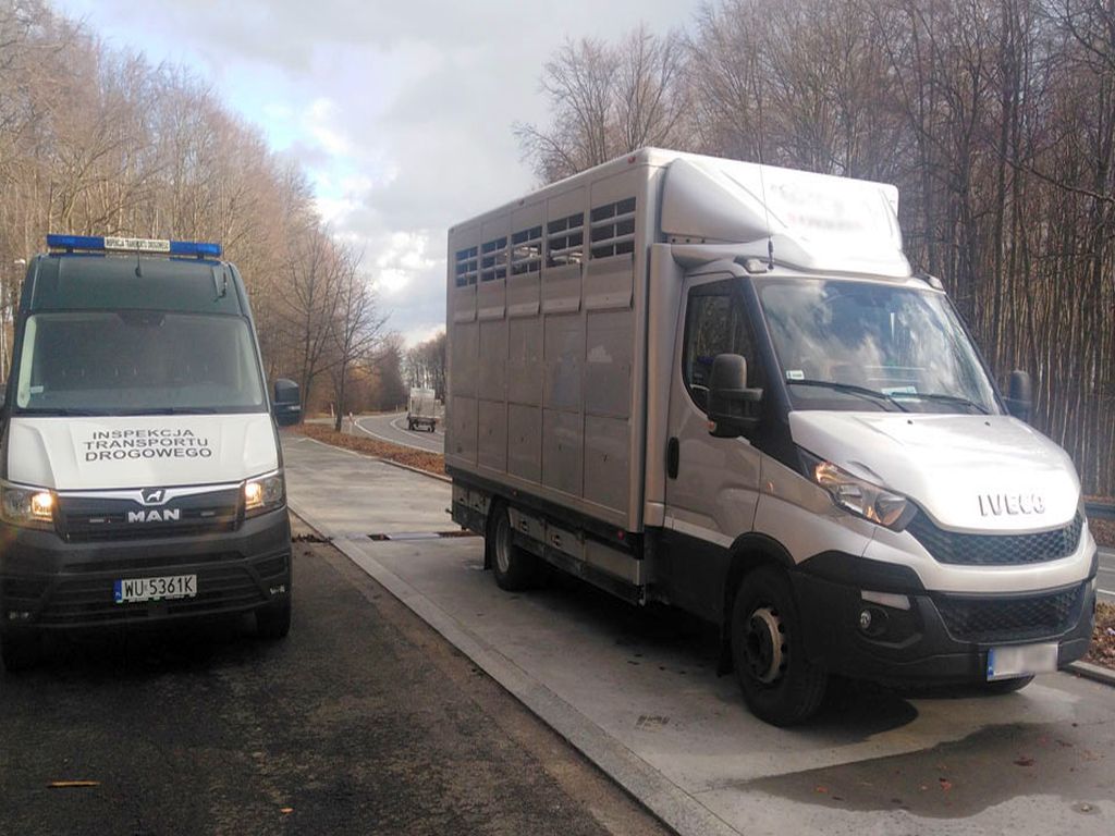 transport bydła, Inspekcja Transportu Drogowego, Inspekcja Weterynaryjna, Brzuchania