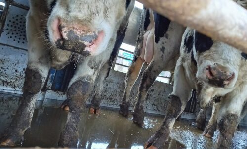 transport bydła, WITD Poznań, Szelejewo, powiat gostyński