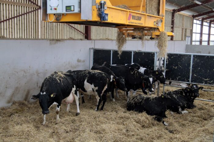 krowy mleczne, żywienie, dobrostan