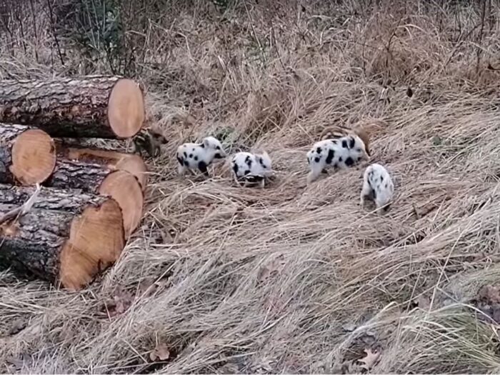 Dziki jak dalmatyńczyki, Nadleśnictwo Opole, Jacek Boczar, Tomasz Podgórski