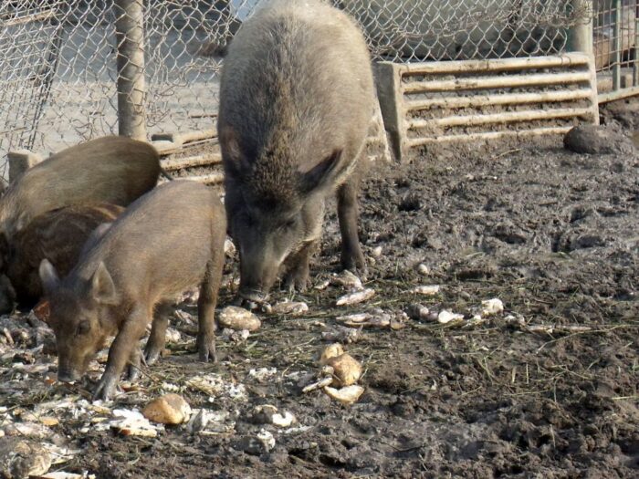 szkody, rolnicy, straty, prawo, przepisy, Prawo łowieckie, PIR, protest