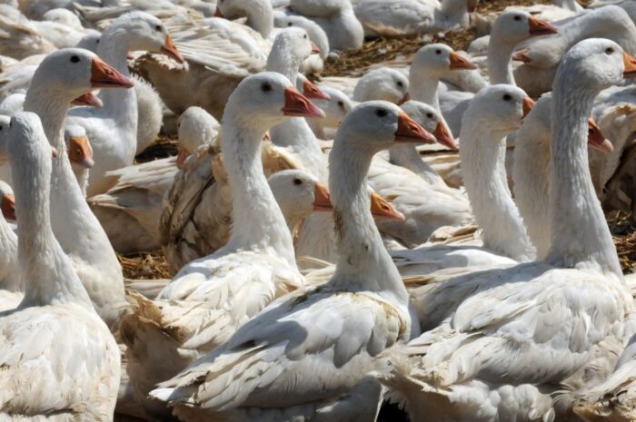 gęś domowa, drób, Tianluoshan, udomowienie gęsi