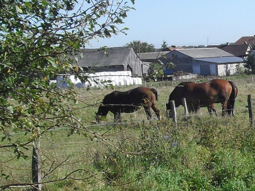 gospodarstwa rolne, powierzchnia użytków rolnych